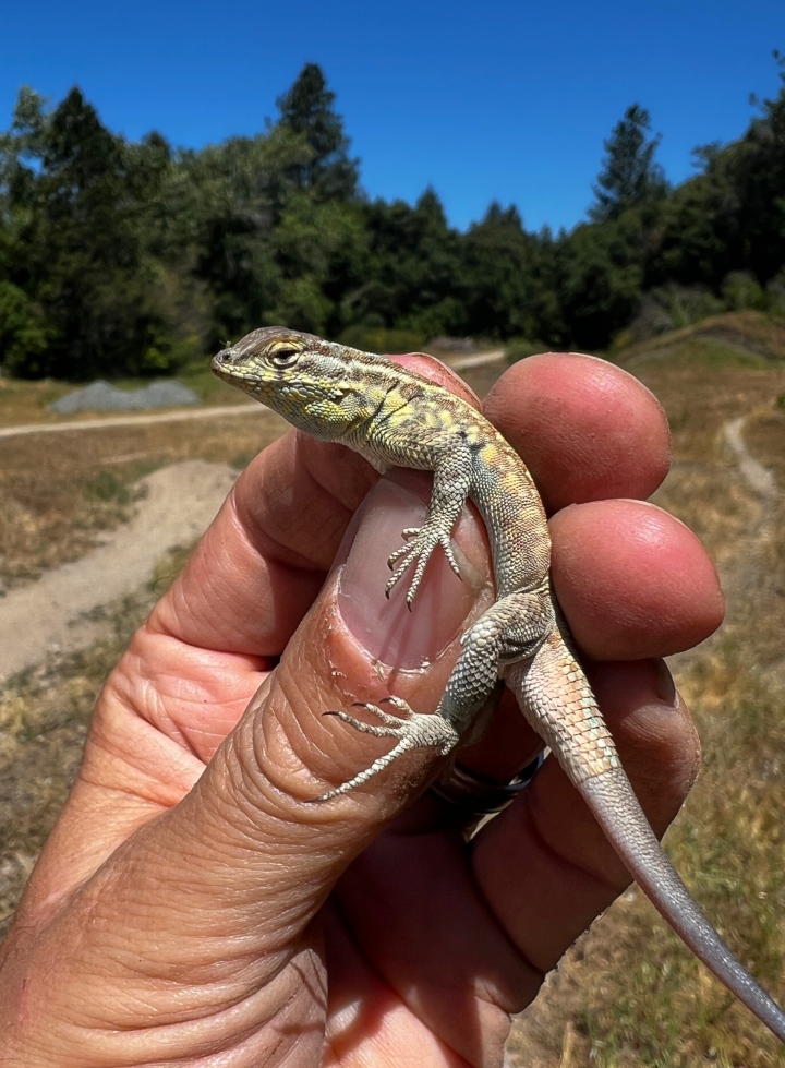 Side-blotched Lizard